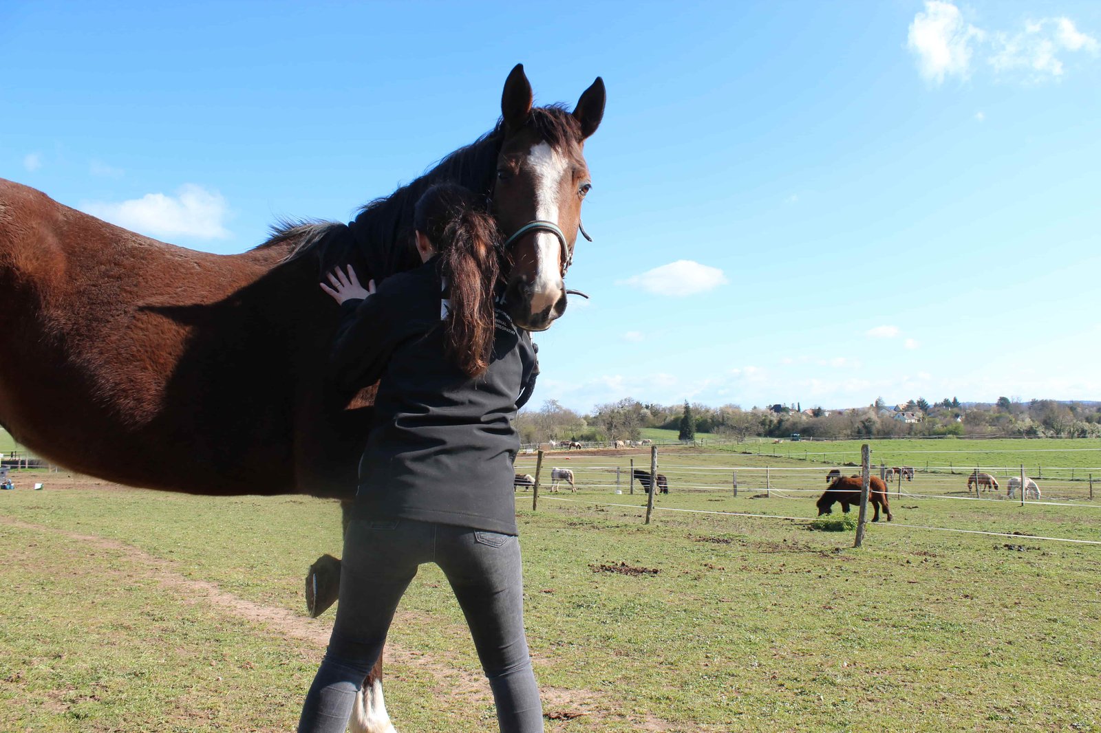 Consultation d'ostéopathie animale pour cheval